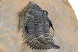 Detailed Metacanthina Trilobite - Lghaft, Morocco #381459-4